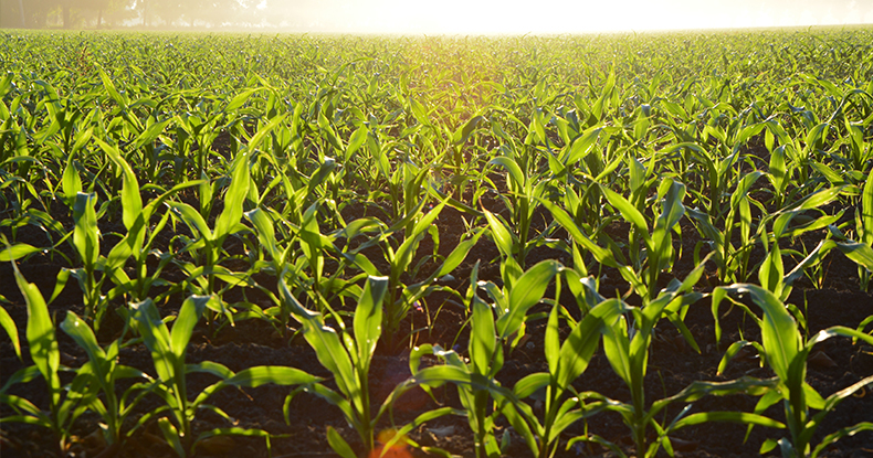 Corn field