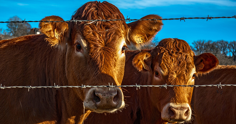 Cows behind barbed wire fence